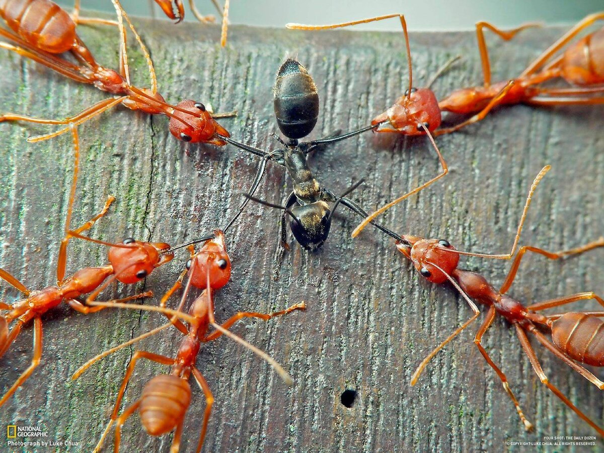 Одна из сложностей в квесте «добраться домой» для муравья в том, что если он попадает на территорию других муравьёв, они дружно его уничтожат. 