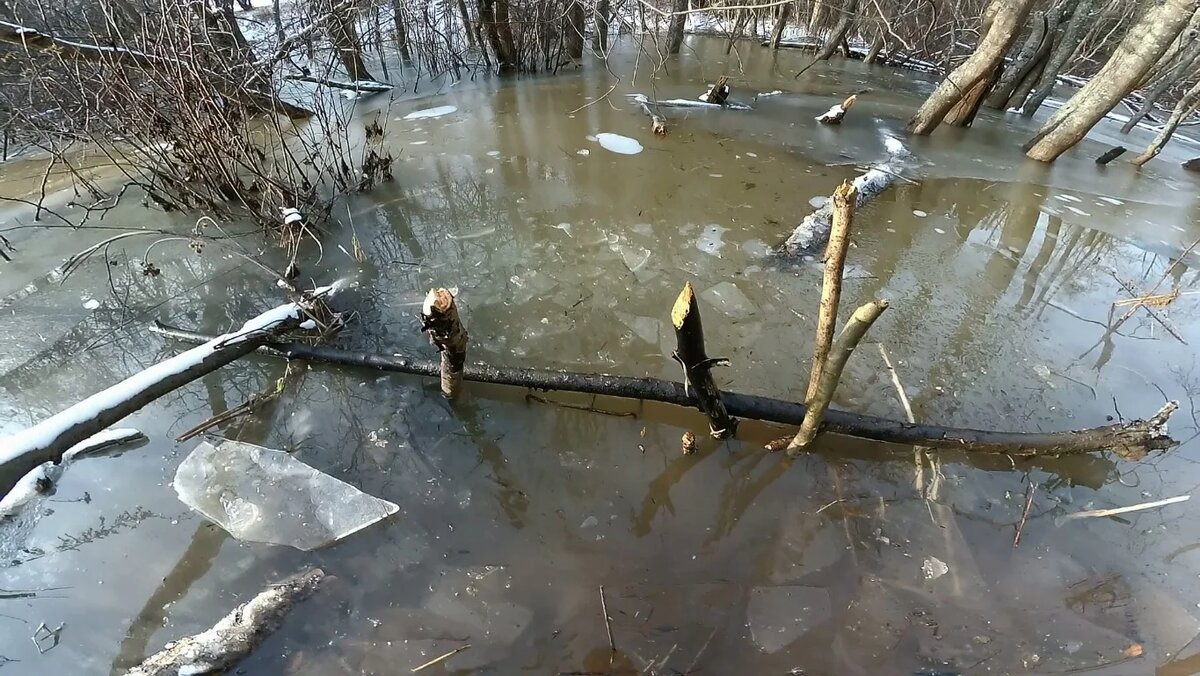 Охота на бобра на воде. Фото rutube.ru