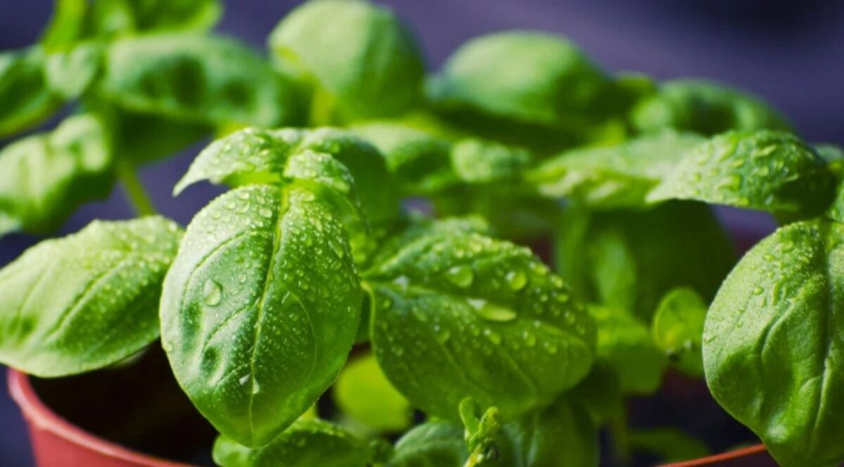 6. Как сбить температуру 37. 6. Как сбить температуру у ребенка 1 год. Как сбить температуру 37.