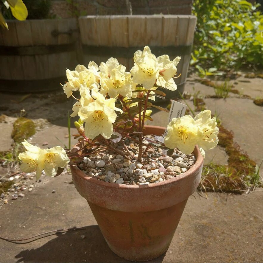 Rhododendron Wren
