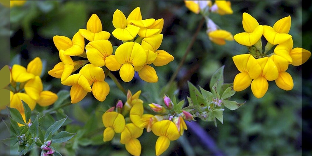 Цветы на страже урожая: эти цветы не только украшают участок, но и защищают растения от болезней и вредителей