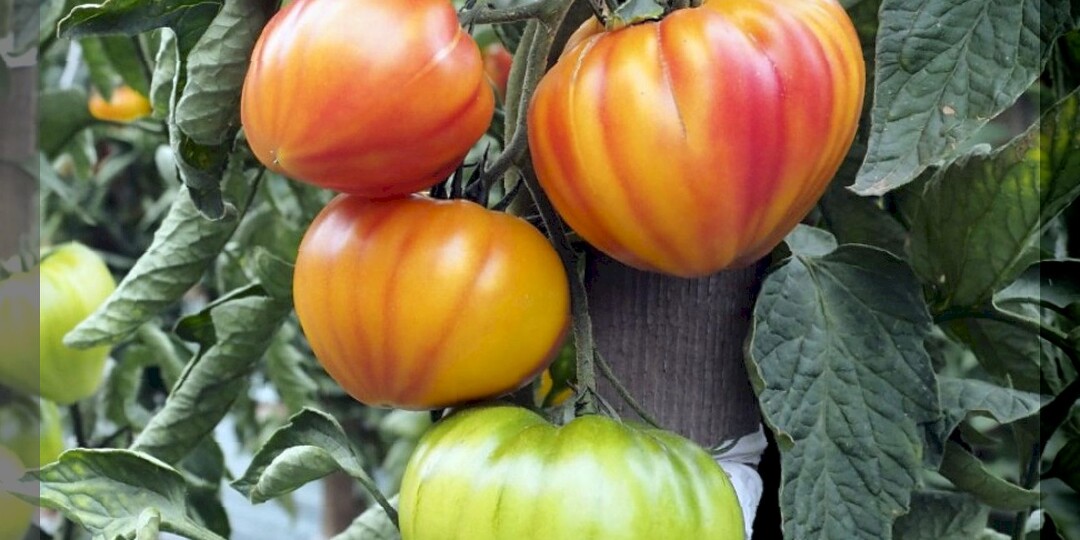 Большой урожай с маленькой площади: малоизвестные сорта-гибриды томатов для теплицы, с которых всегда снимают богатый урожай
