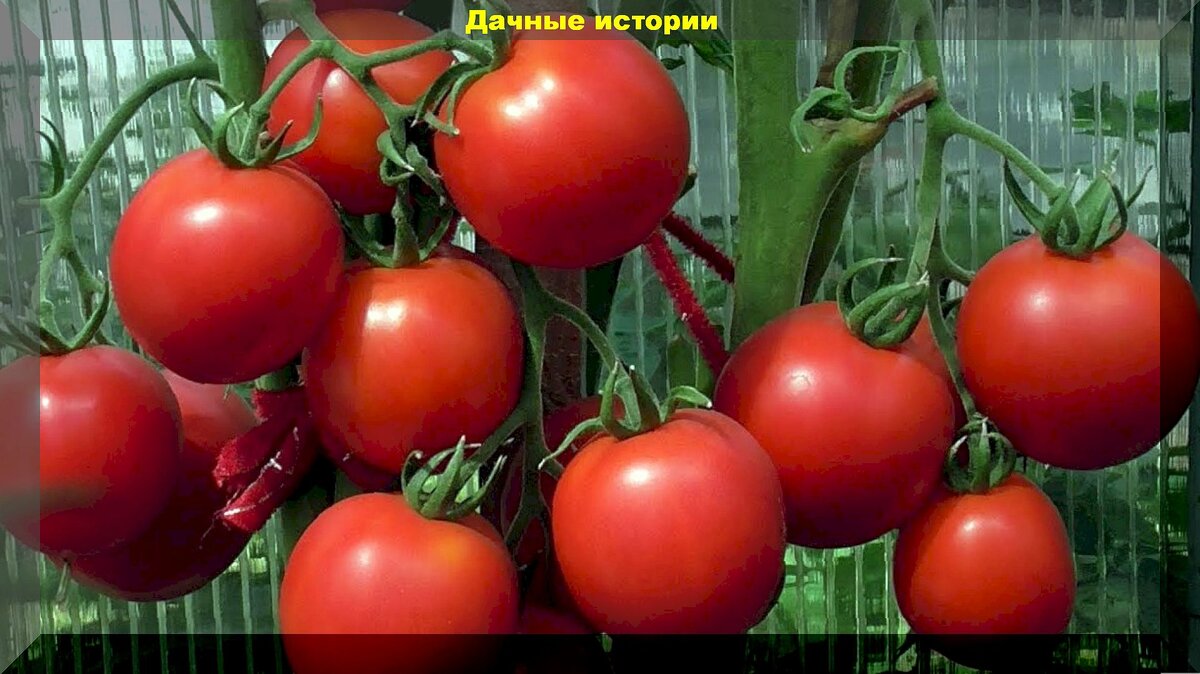 https://vk.com/photo-159774511_457263330