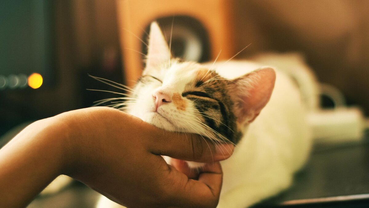    Какие кошки и собаки готовы ходить по пятам за человеком? © Unsplash / Yerlin Matu