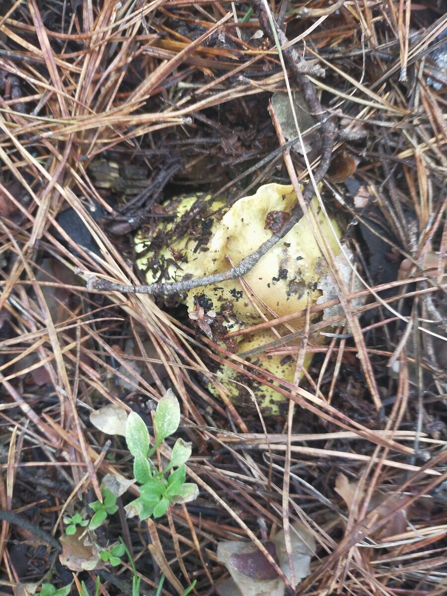 Автор фото Ирина Черпакова