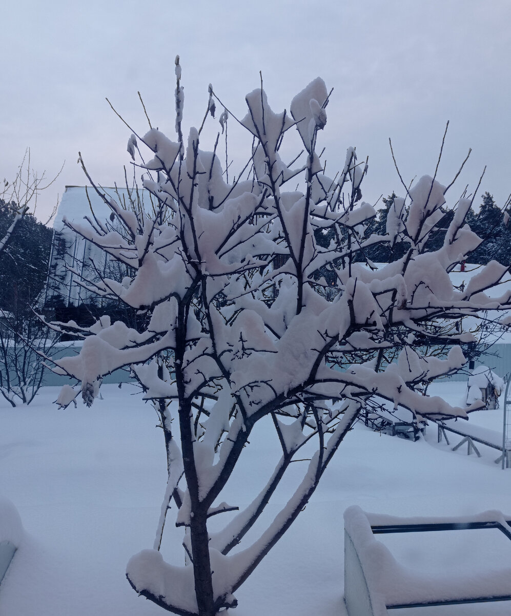 Даже синичкам некуда присесть
