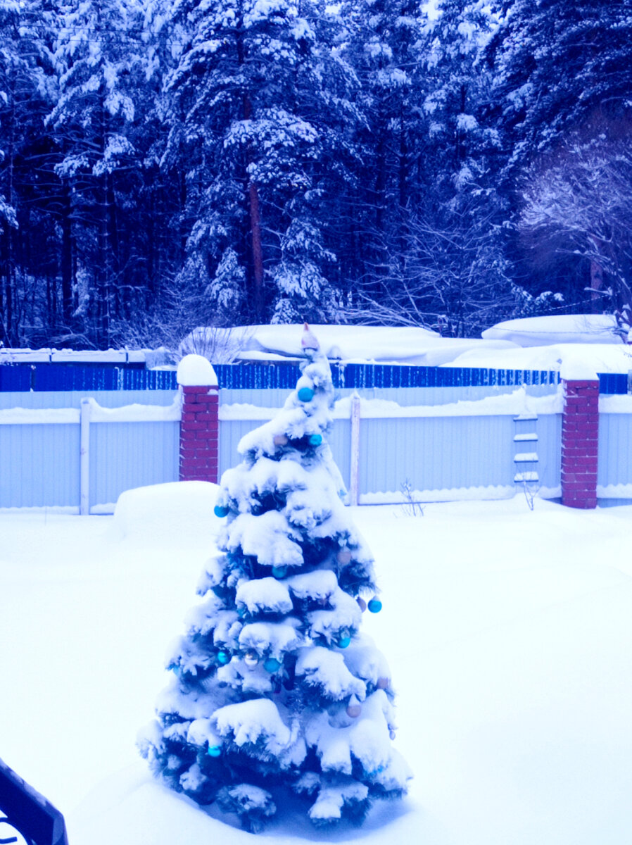 Ёлочку занесло