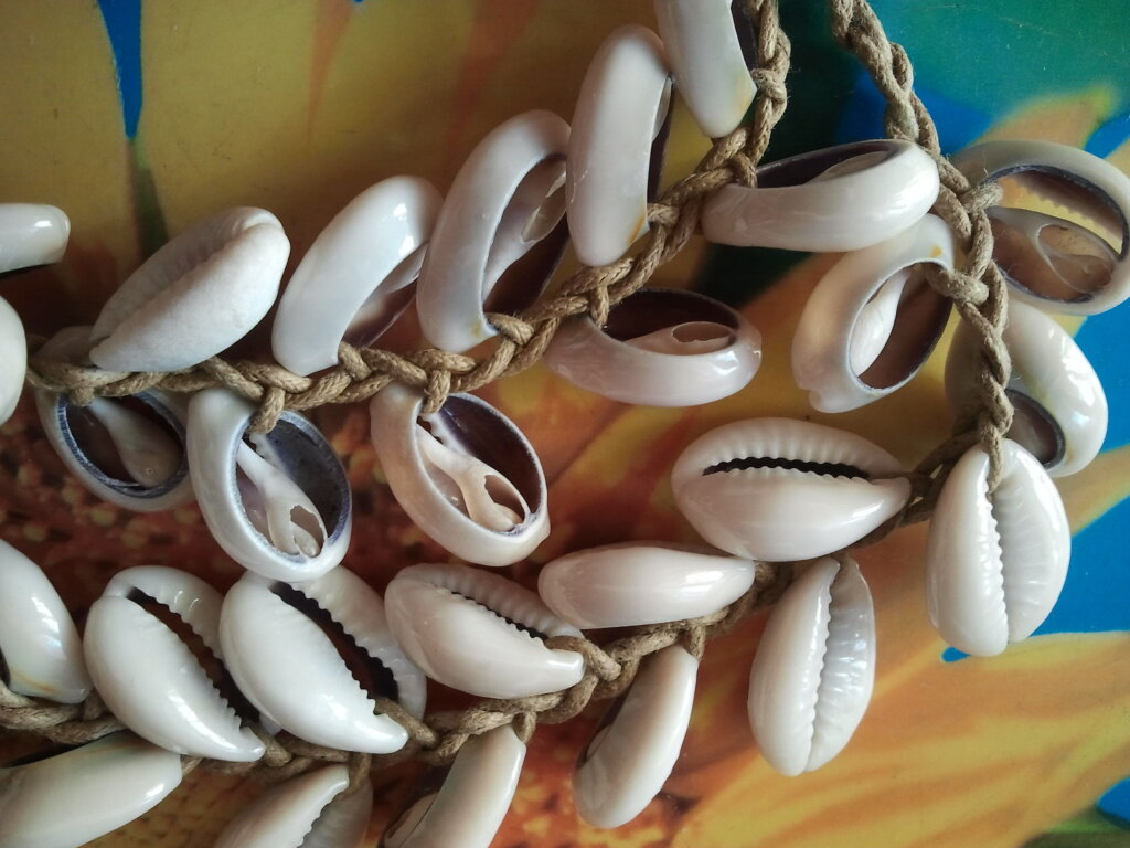 Раковины каури