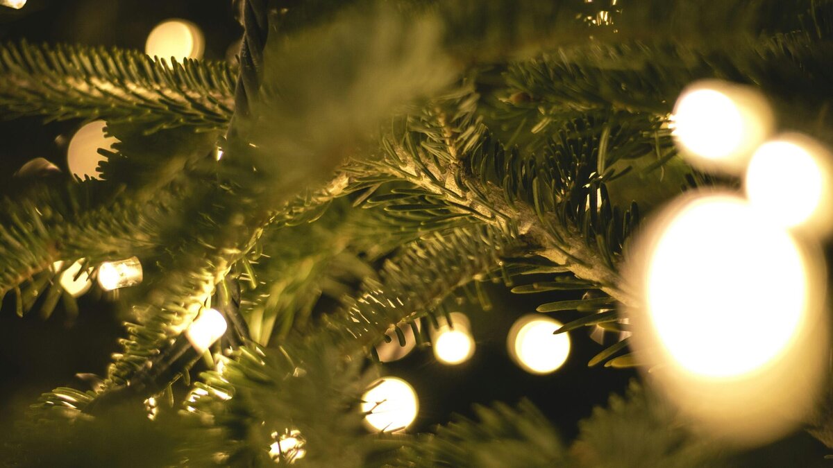    Не по назначению: как опавшие с ели иголки помогут комнатным растениям© Unsplash | Christian Wiediger