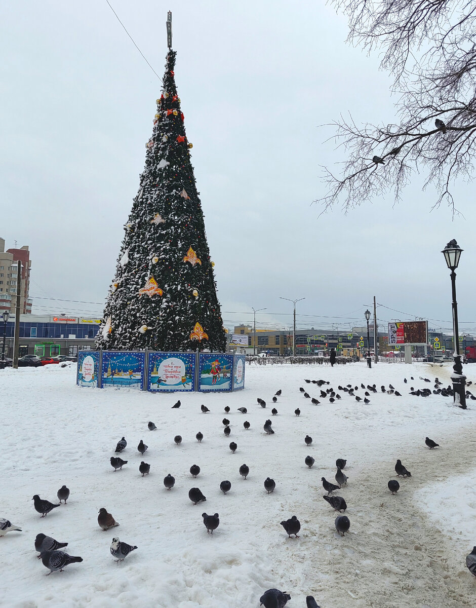 Местная елка и местные голуби
