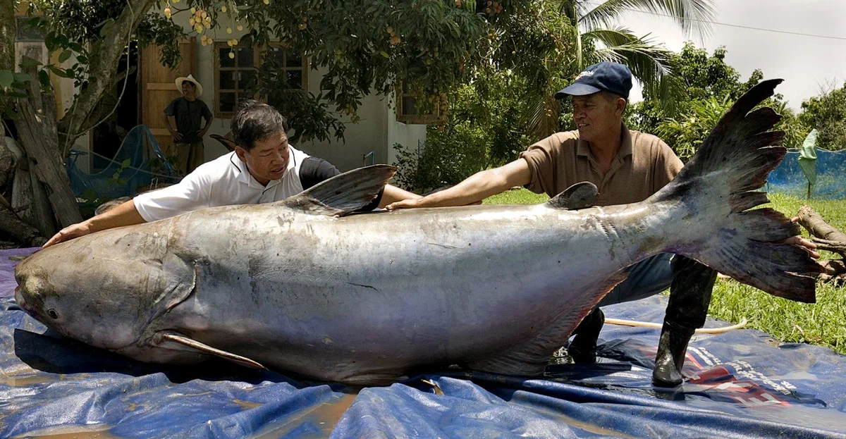 Масса крупной рыбы. Mekong giant Catfish рыба. Меконгский гигантский сом. Гигантский Шильбовый сом.