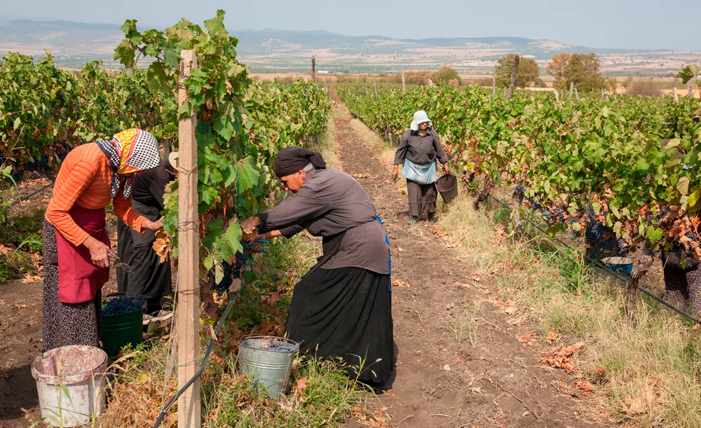грузия. ртвели в грузии 2021. грузия. урожай винограда в грузии кахетия. грузия сбор урожая ртвели.