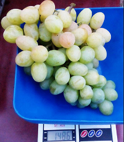 Богатяновский, форма любительской селекции внесённая в ГРСД.