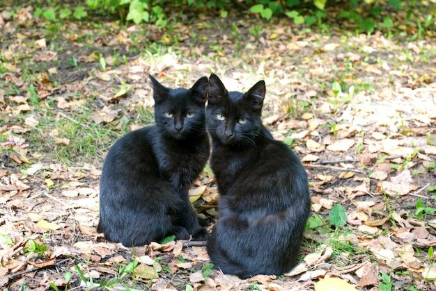 Два черных, очень похожих, вероятно, брат и сестра.