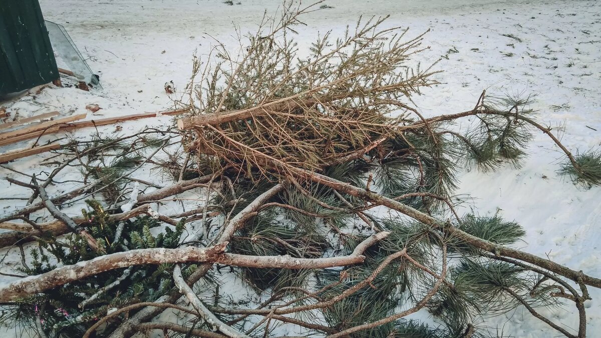     Елку рядом с парком Плевен на Западном в Ростове установили не власти города, заявила пресс-служба администрации.