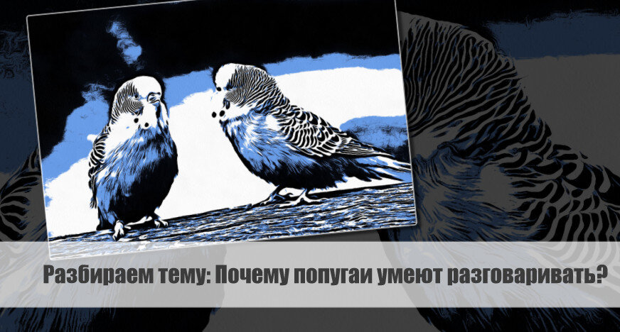 Разбираем тему: Почему попугаи умеют разговаривать?