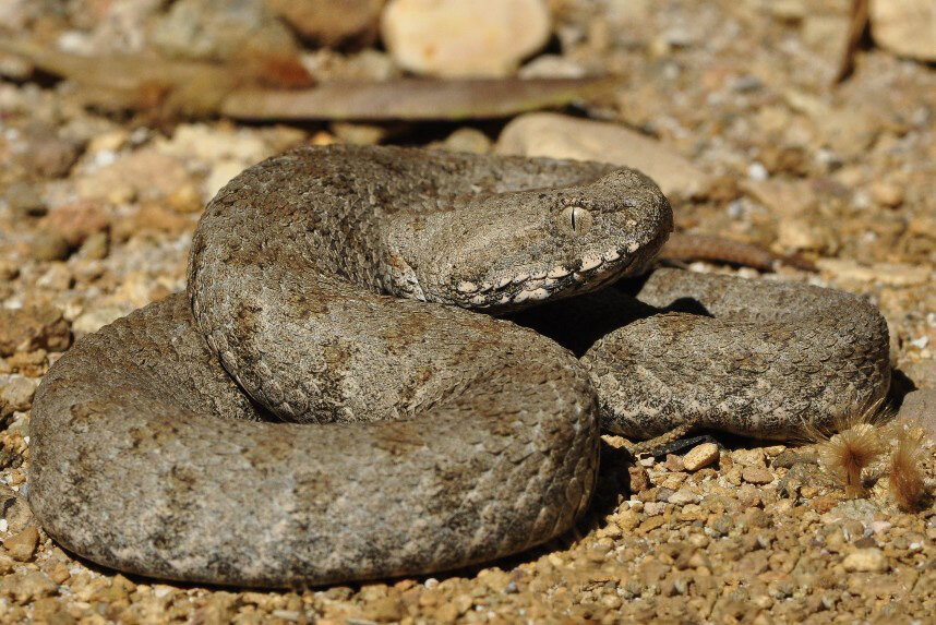 Змеи киргизии. Macrovipera lebetina. Ядовитые змеи Кыргызстана.