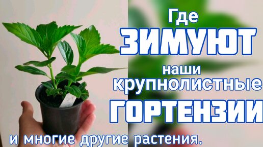 Где ЗИМУЮТ маленькие САЖЕНЦЫ крупнолистных ГОРТЕНЗИЙ 💐 и многие другие растения.