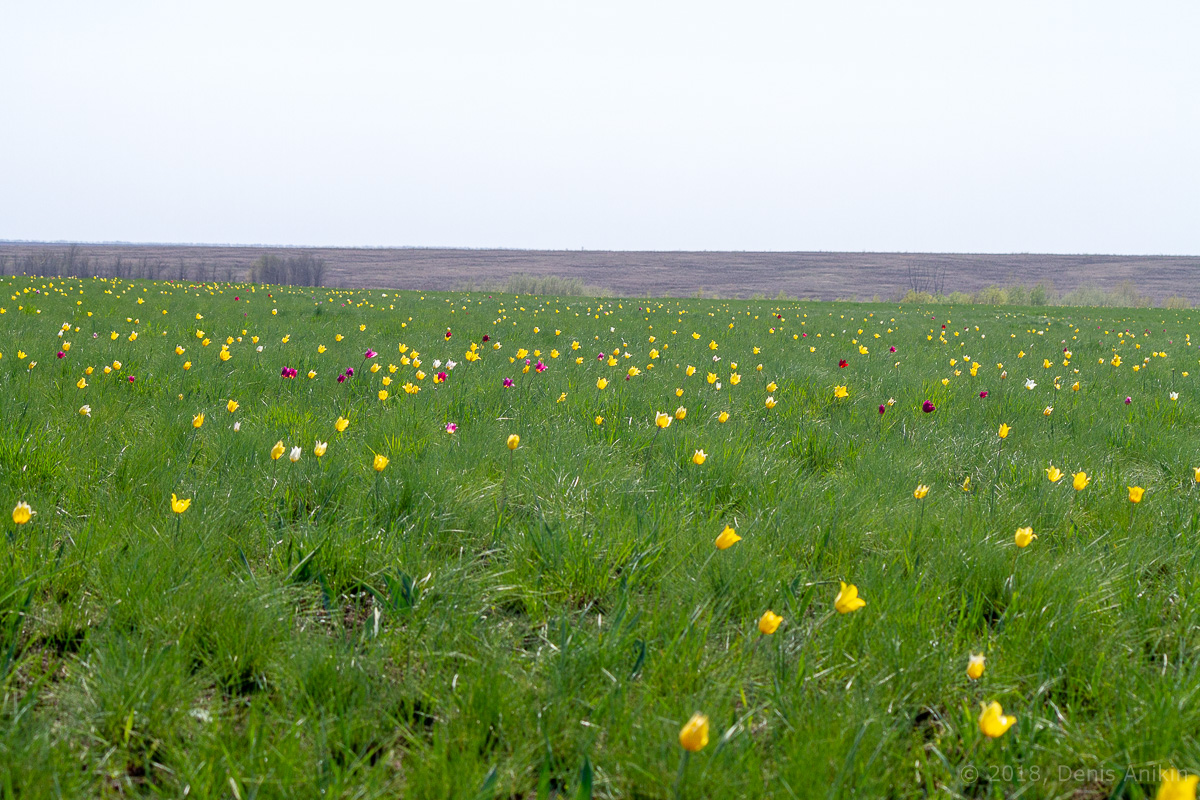 В Саратовской области ежегодно проходит фестиваль тюльпанов под Новоузенском, собирая немало людей. Но в регионе есть ещё несколько мест где можно посмотреть цветущие поля и одно из них - Иваново поле.