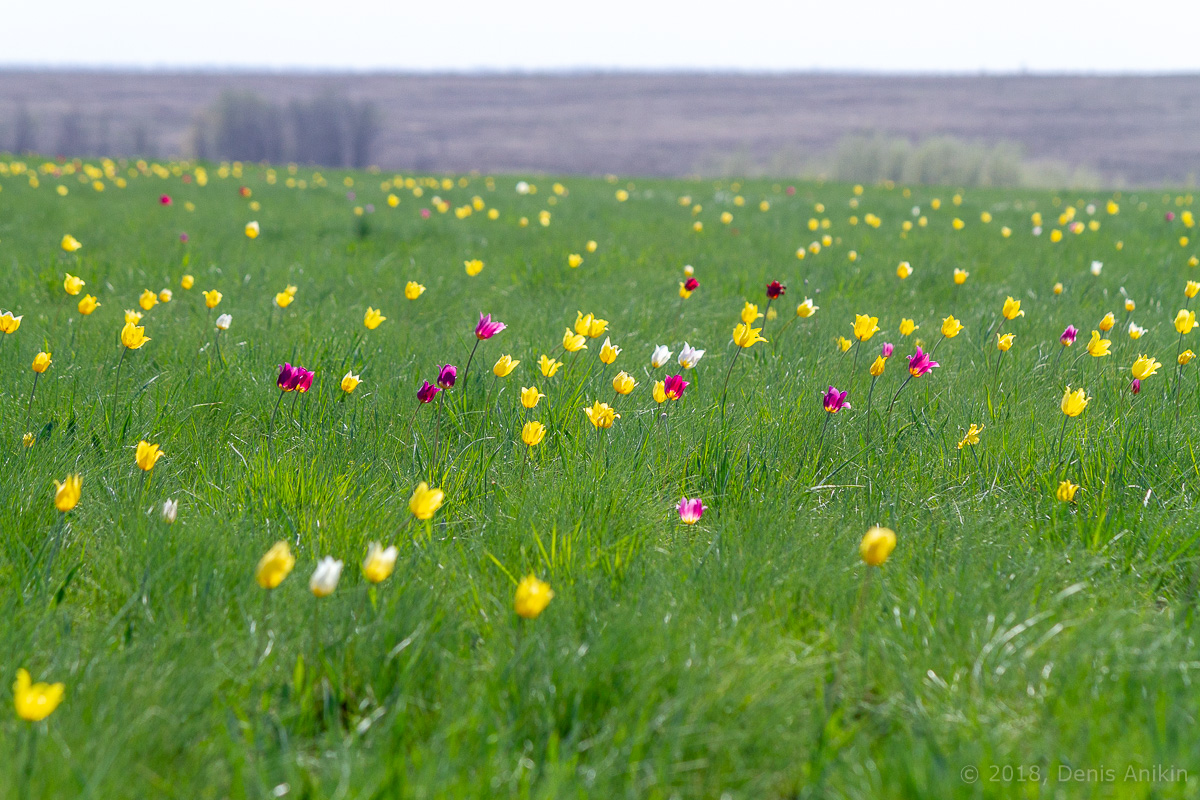 В Саратовской области ежегодно проходит фестиваль тюльпанов под Новоузенском, собирая немало людей. Но в регионе есть ещё несколько мест где можно посмотреть цветущие поля и одно из них - Иваново поле.-2