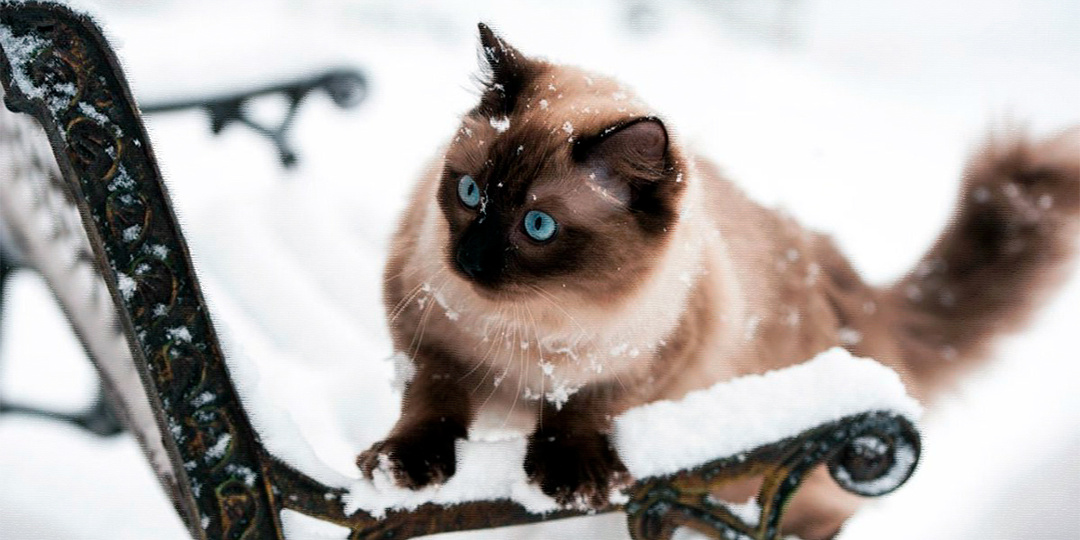 Новогоднее желание