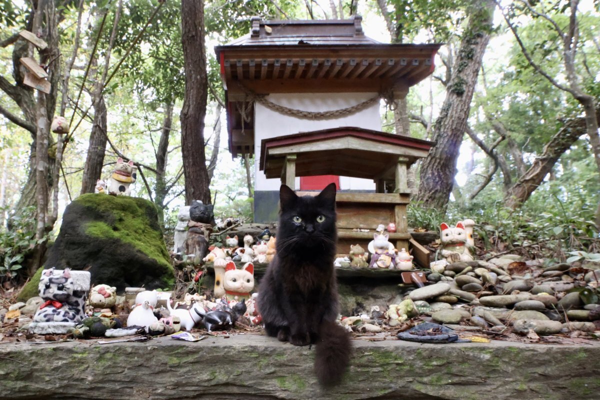 Фотографии японских кошек. Остров Тасиро Япония. Тасиро храм кошек. Остров котов Тасиро. Тасиро остров святилище кошкам.