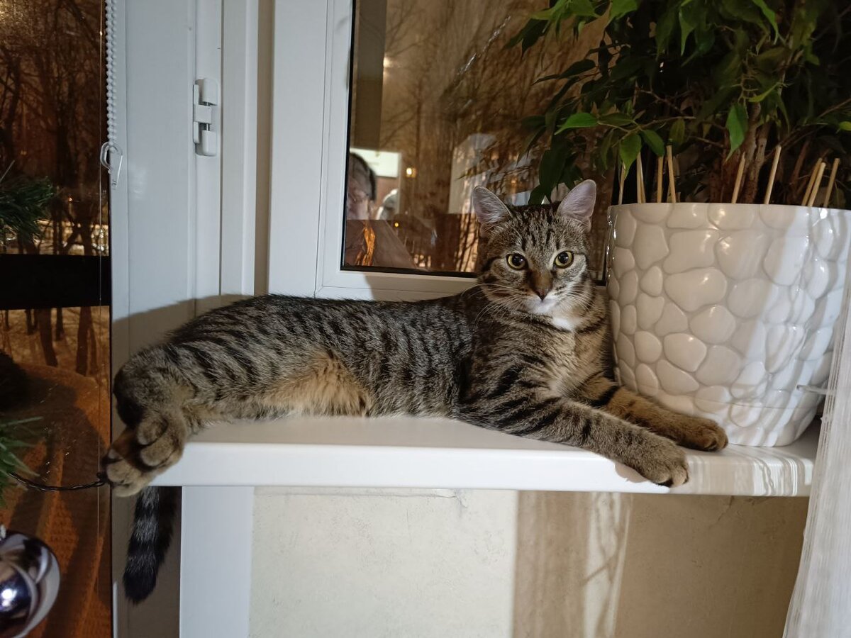 Бусинка. Ей уже полгода. Такой потрясающий тигролеопардик - полоски и пятнышки