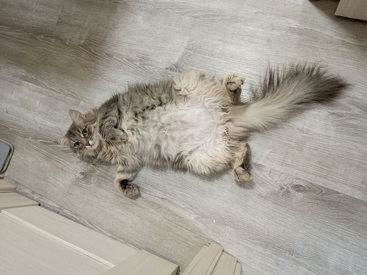 Беська-растрепка