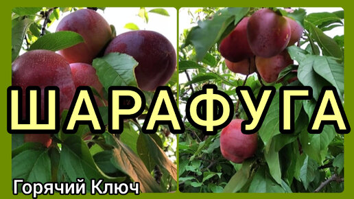 ШАРАФУГА🍑 новый урожай. Отзыв о культуре.