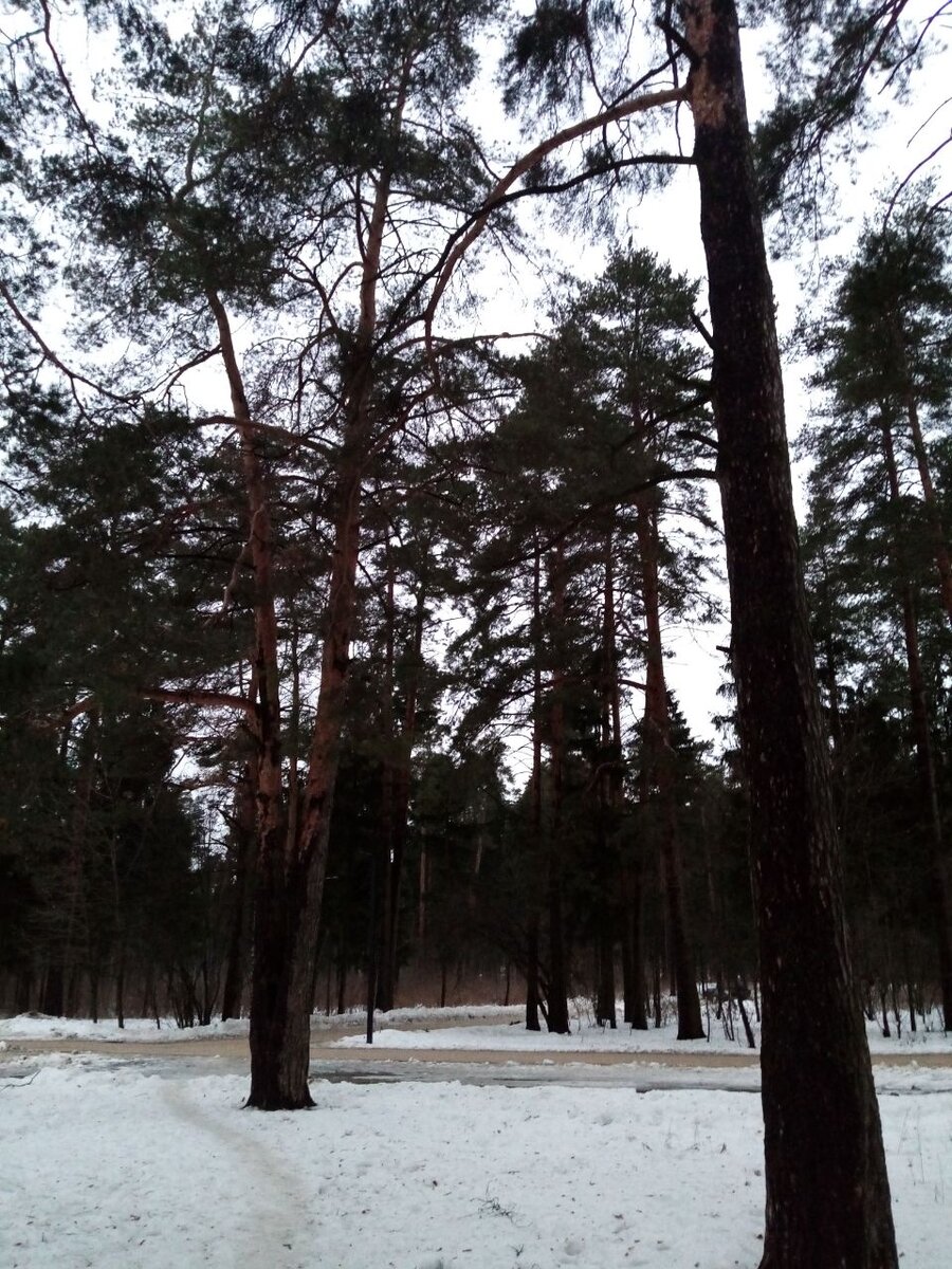 Пестовский парк г.Балашиха. | С любовью...Света. | Дзен