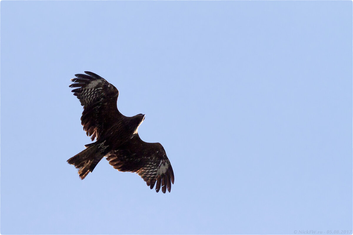 1. Черный коршун © NickFW.ru - 05.08.2017г.