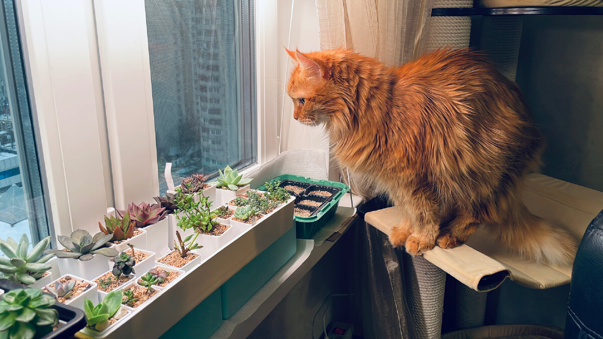 Так мило все начиналось. Коллекция помещалась на подоконнике под постоянным присмотром.