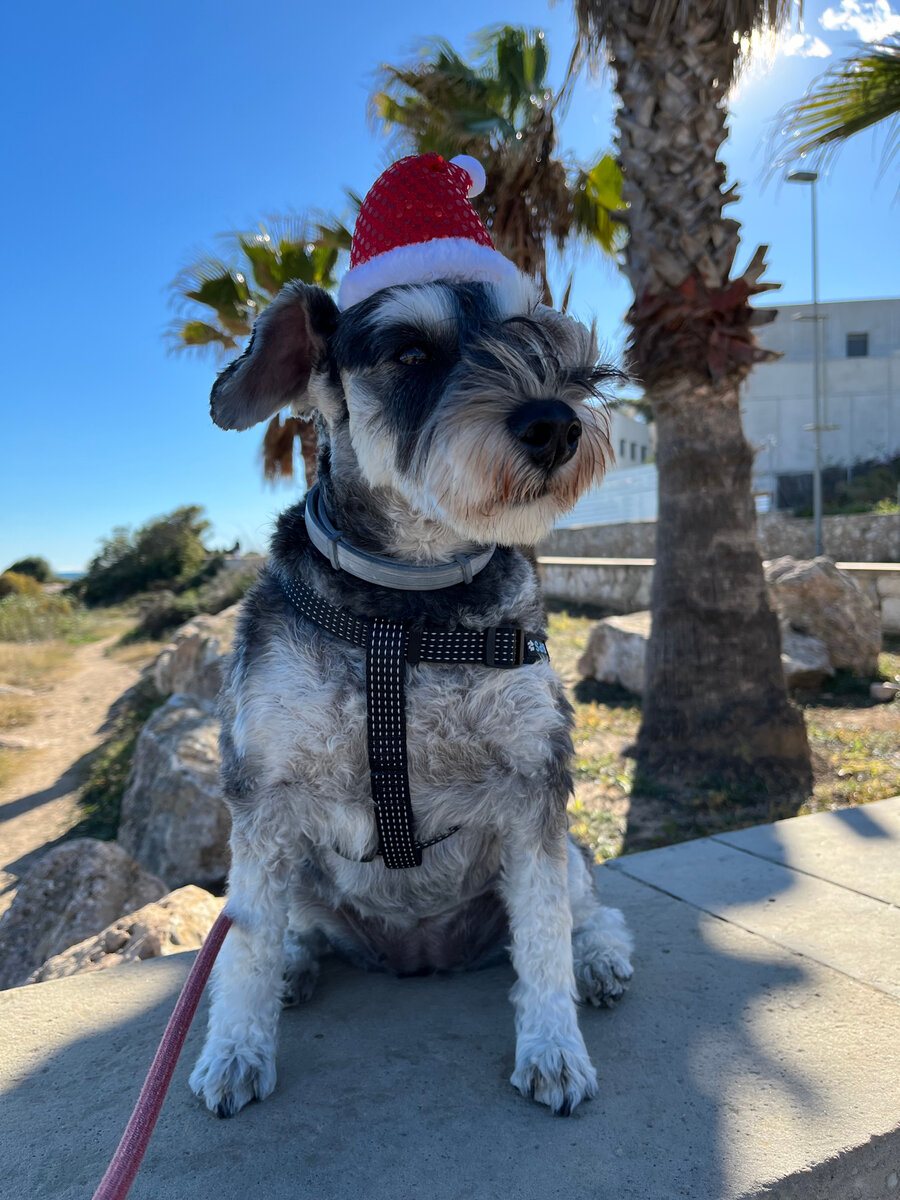 Наша Ника Фото автора