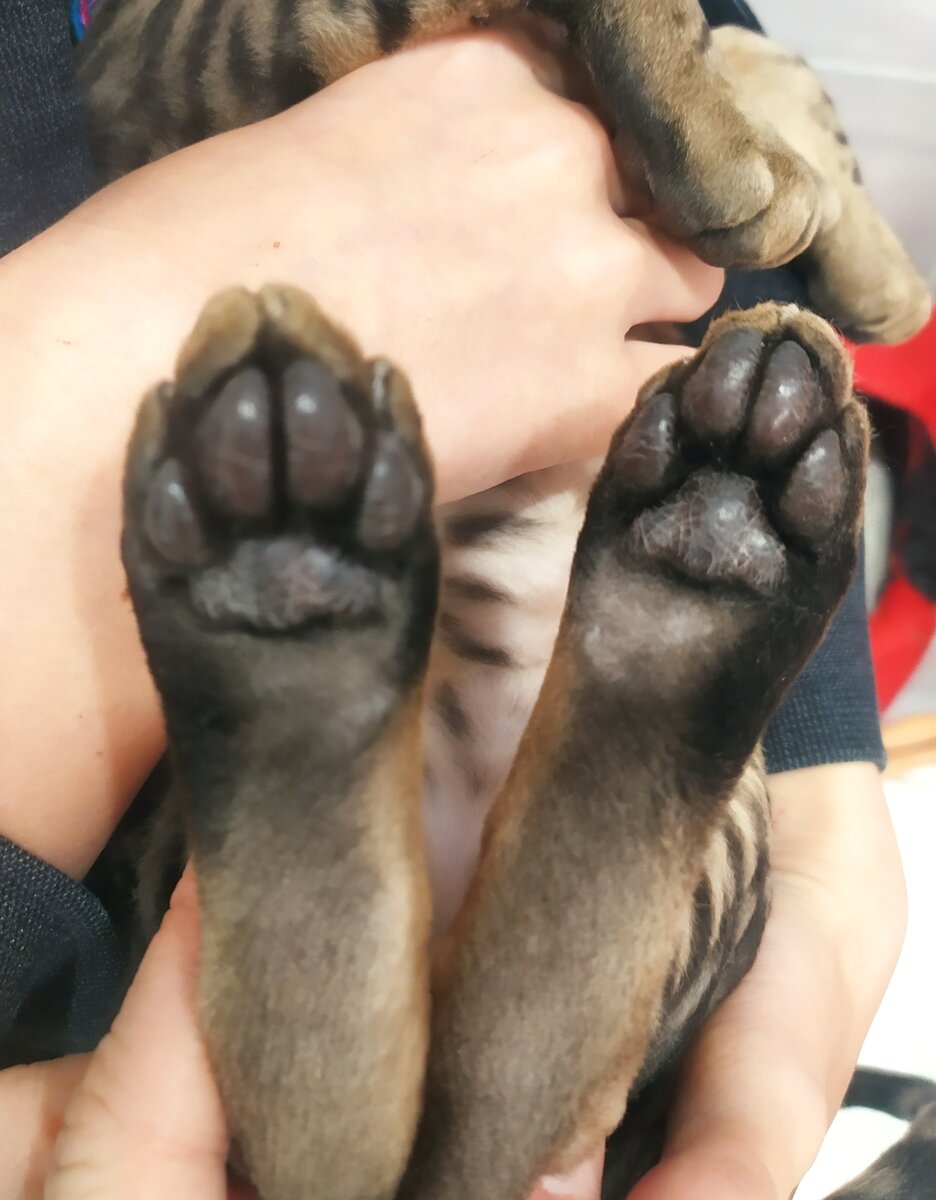 Всего по 4 пальчика