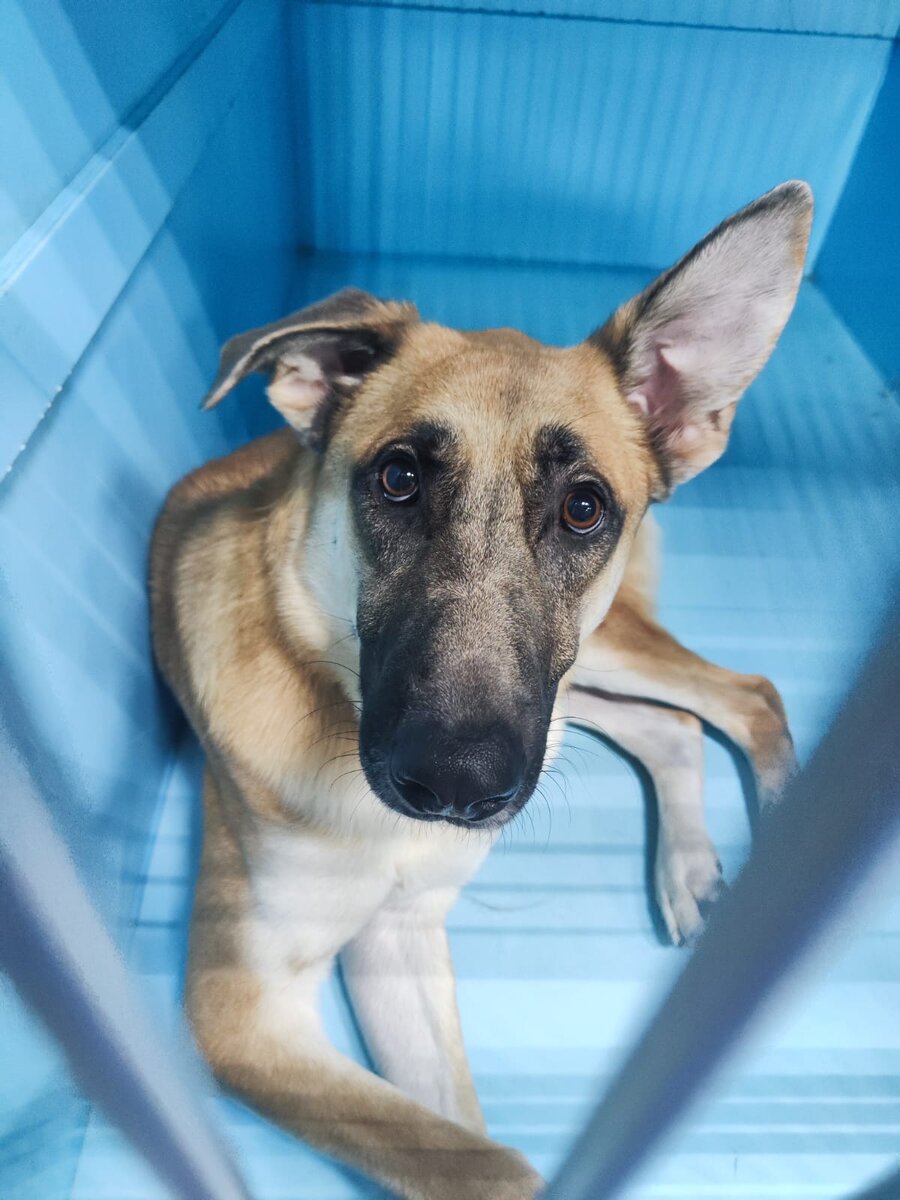 Честер постоянно ждёт хоть самую капельку внимания, высматривает каждого, кто проходит мимо, спокойно и внимательно