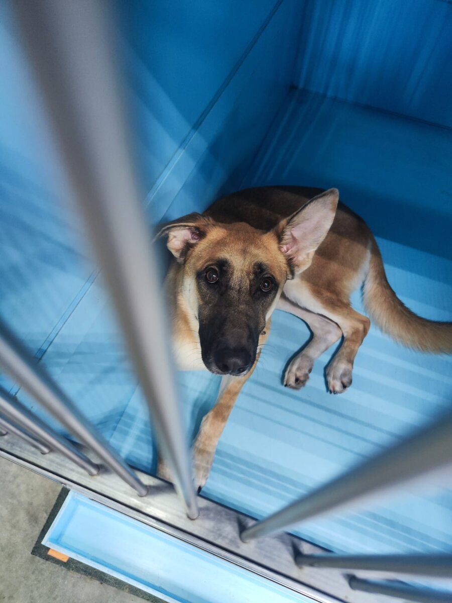 
Честер очень ждёт прогулок, это большое, даже главное событие в его жизни