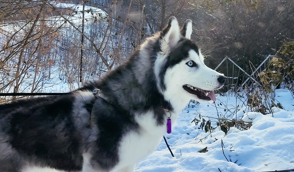 Хаски по имени Мани