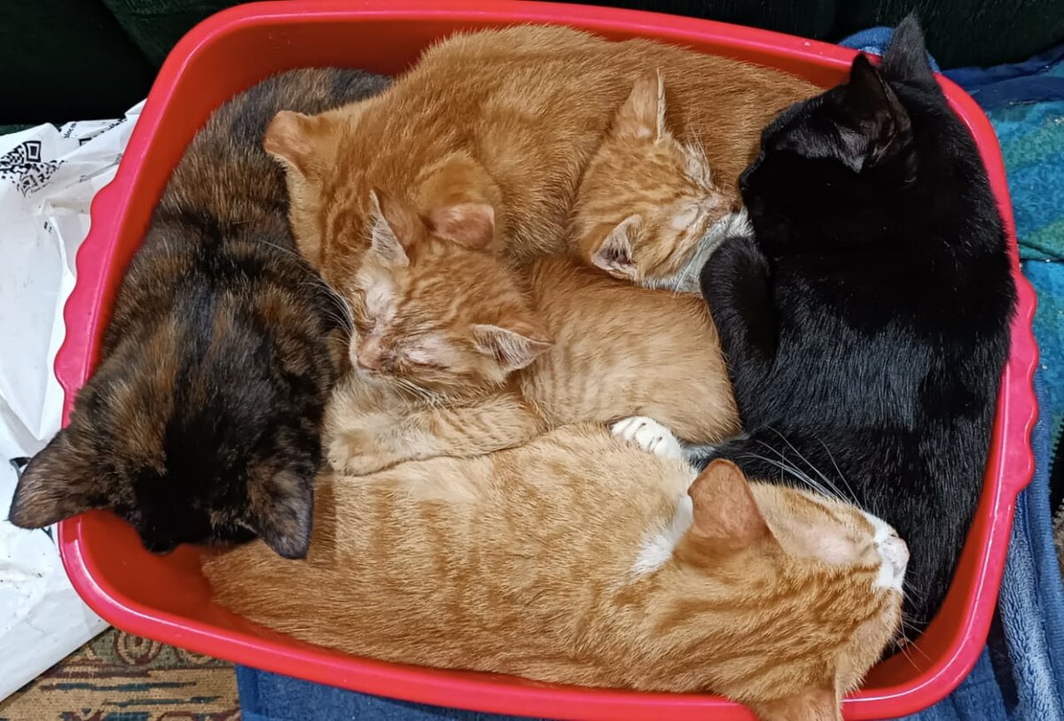 Котовый тетрис, у малышей видно, что глазки воспалены