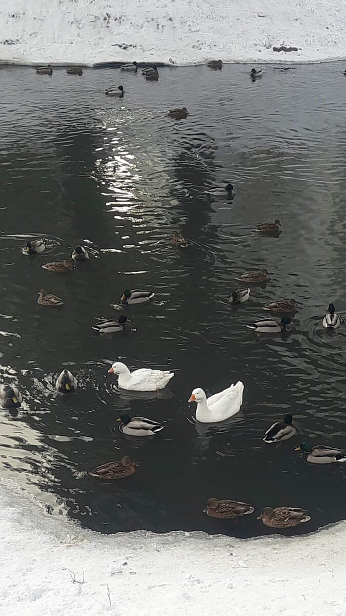 Гуси на р.Аба в Новокузнецке 