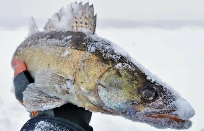 Зимняя рыбалка на судака со льда в разные месяцы