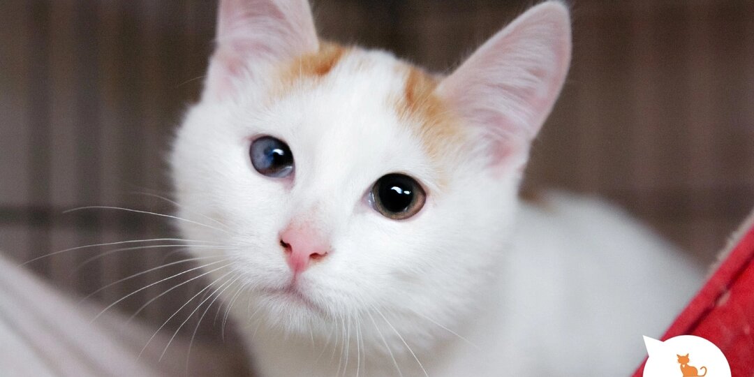 Любителям музыки посвящается