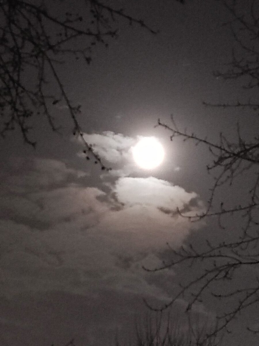 Дракон, символ 2024 года летит