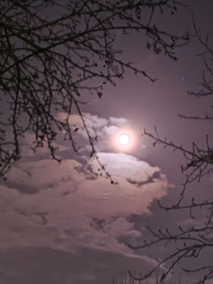 Луна, облака, ранетки =  жутковатый Дракон