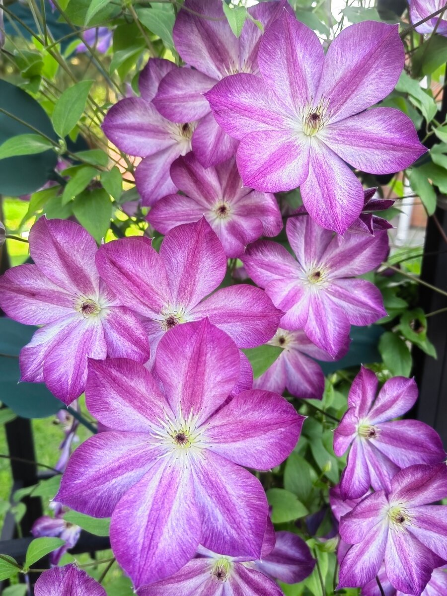 Фото автора."Пенил".