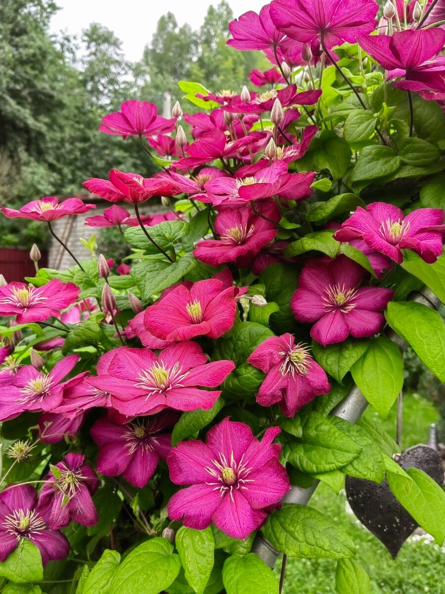 Фото автора."Виль де Лион".