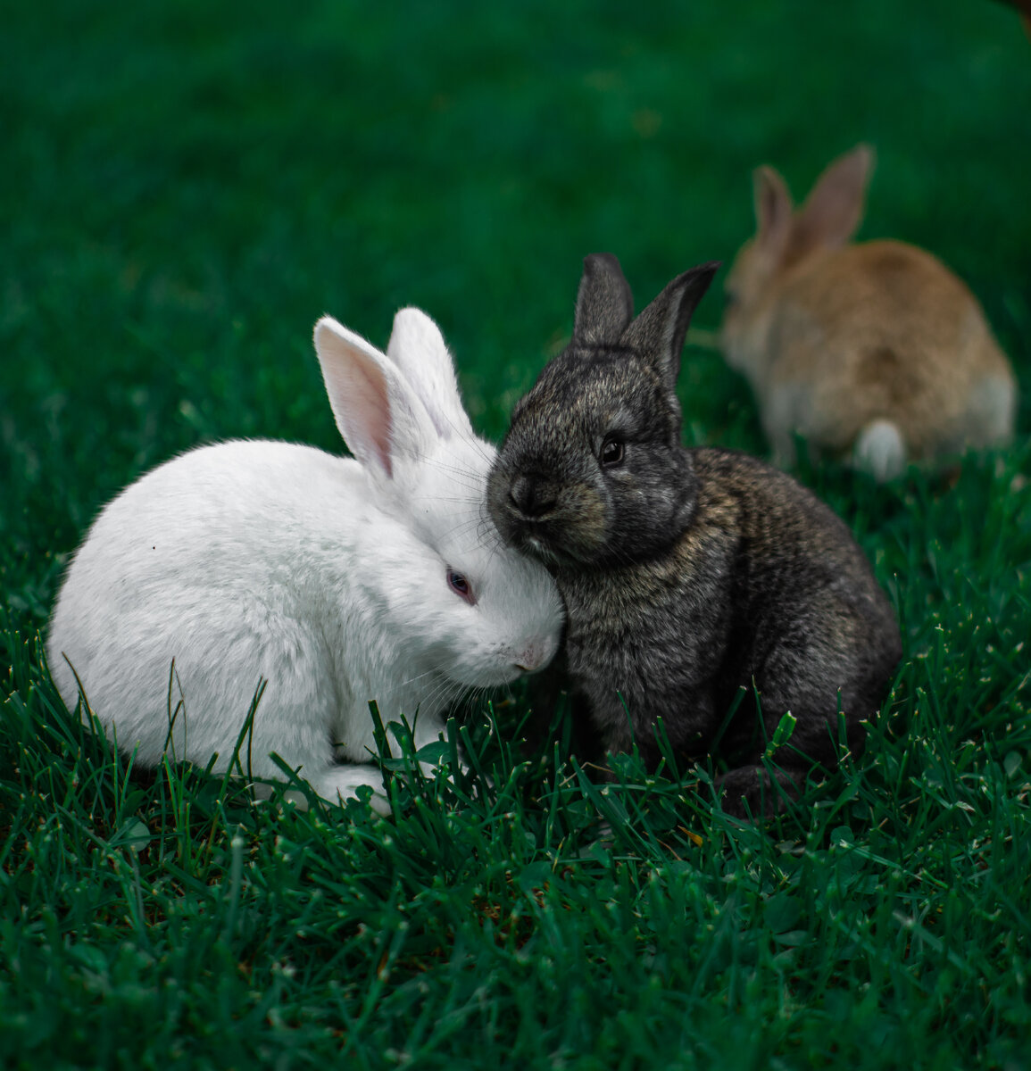 Загадочные кролики: 6 фактов о кроликах | Rabbits Show | Дзен