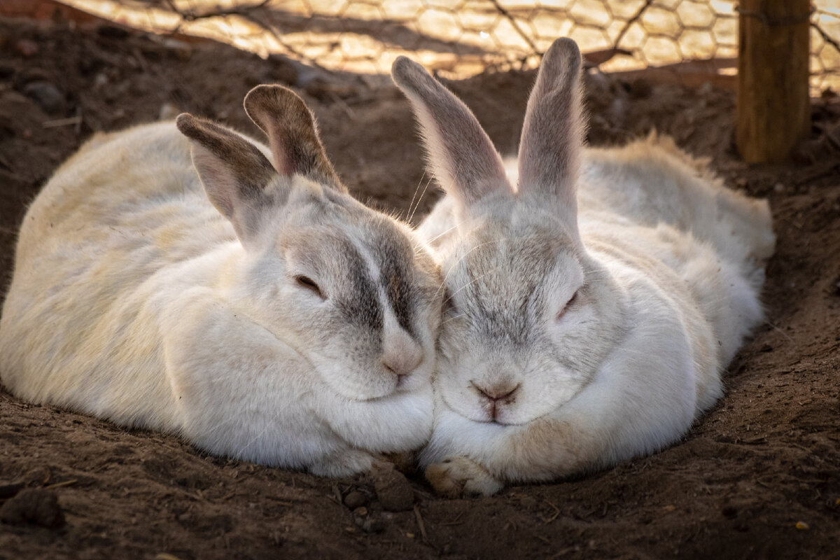 Загадочные кролики: 6 фактов о кроликах | Rabbits Show | Дзен