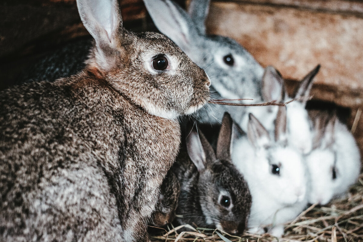 Загадочные кролики: 6 фактов о кроликах | Rabbits Show | Дзен