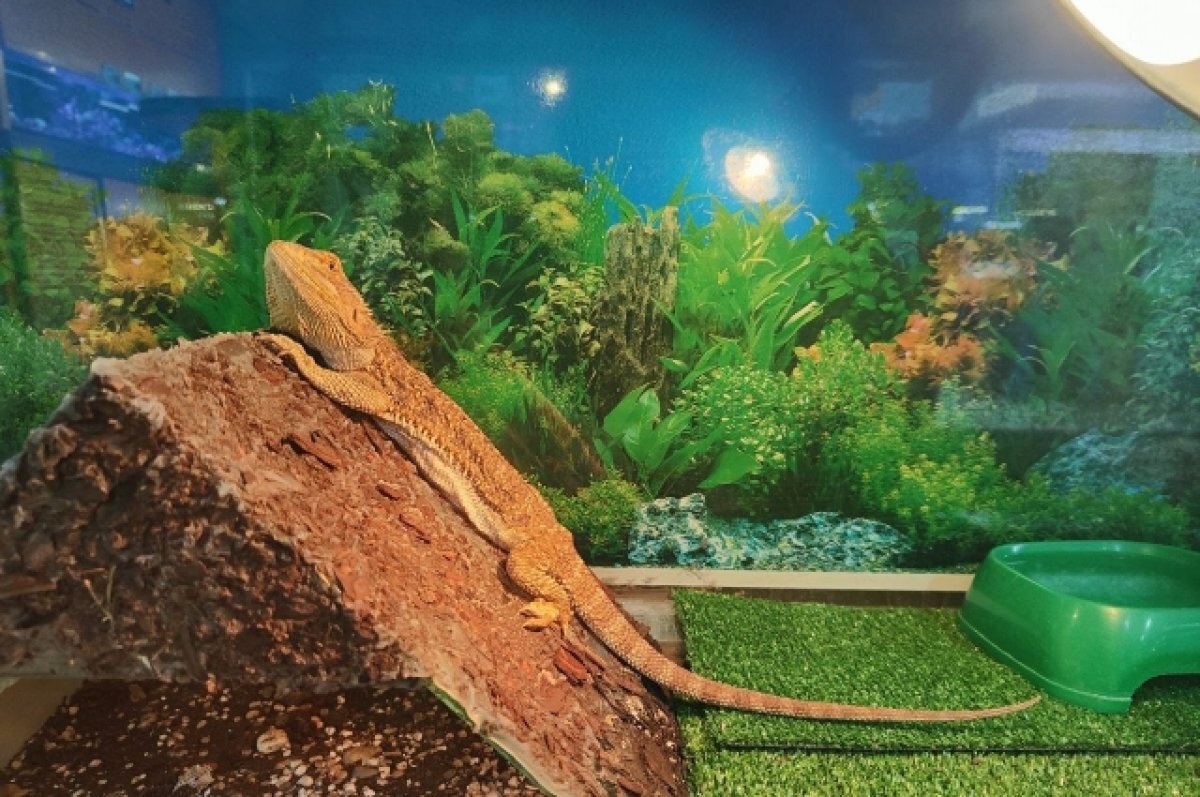    Не игрушка.