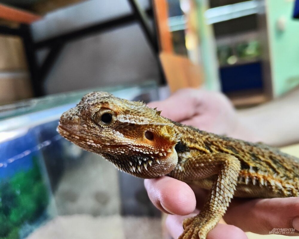    Бородатая агама - ящерица, родом из Австралии. Фото:  АиФ/ Евгения Хомицкая